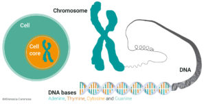 GenomSys - What is DNA and what is its size? - Genomic Corner