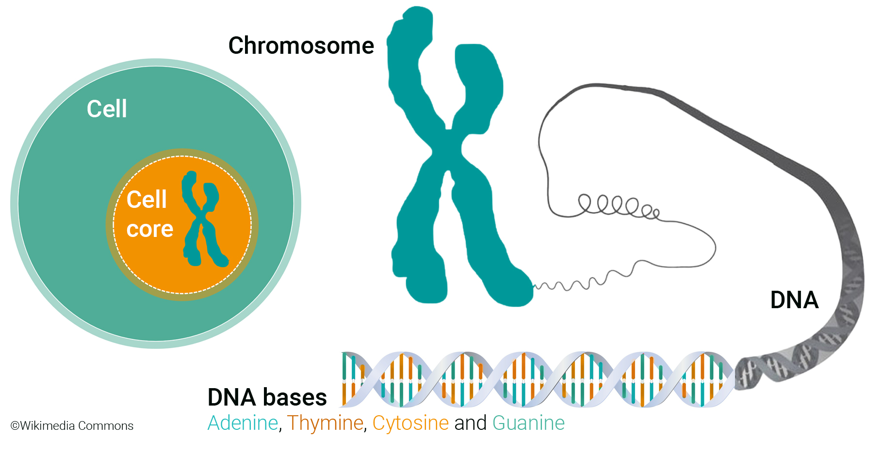 Overview Cell, Chromosome, DNA, bases