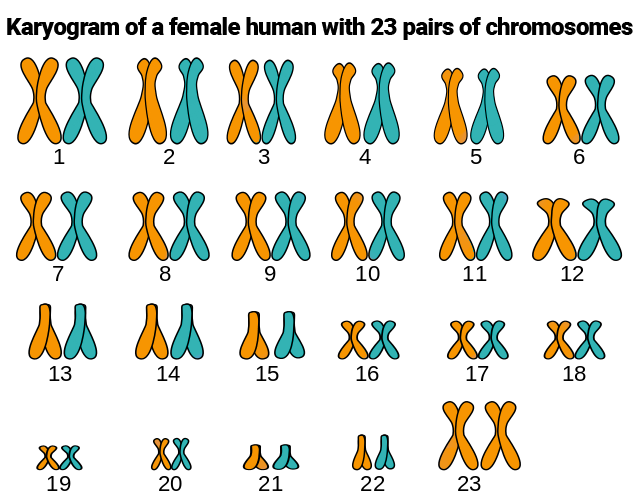 Human Karyogram female