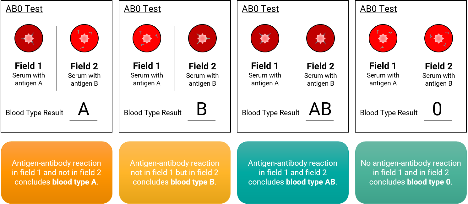 GenomSys - AB0 blood system Mechanism